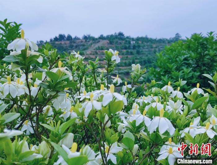 （乡村行·看振兴）湖南宁乡：栀子花开“链”动兴村富民新经济