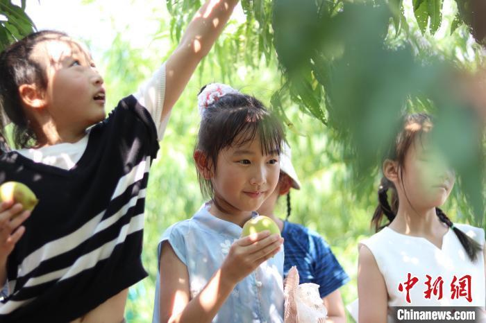 （乡村行·看振兴）河源连平鹰嘴蜜桃开园上市