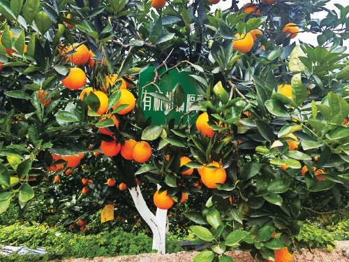 重庆江津“太阳橙”甜蜜升级