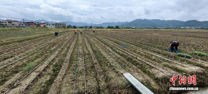 湖南祁阳特色产业绘就乡村振兴新图景