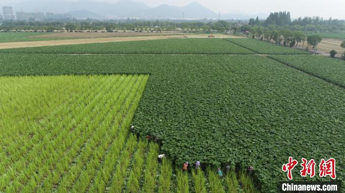 （乡村行·看振兴）浙江湖州大山“野菜”漂洋出海 菜稻轮作走出致富路
