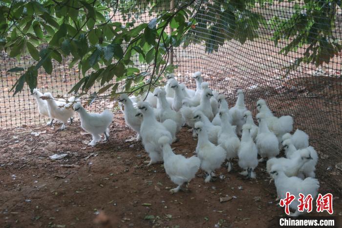 （活力中国调研行）解码泰和乌鸡产业：全程追溯强品质 林下养殖富村民