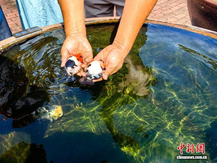 (活力中国调研行)“金鱼之乡”闽侯“游”出产业生态链