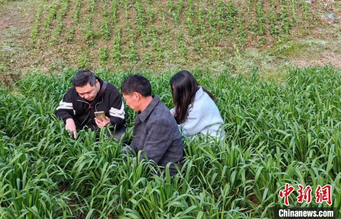 四川富顺：AI化身“农田医生” 为小麦开药方