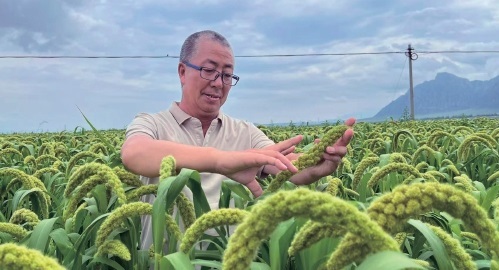 立足谷产业 筑优“产业谷”——河北蔚县建设国家现代农业产业园探索杂粮增产提质路径