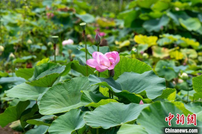 中国宋代古莲种子在浙江“重绽莲花”