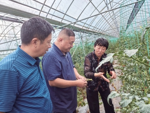 重庆高山蔬菜产业如何逆袭成国家样板?