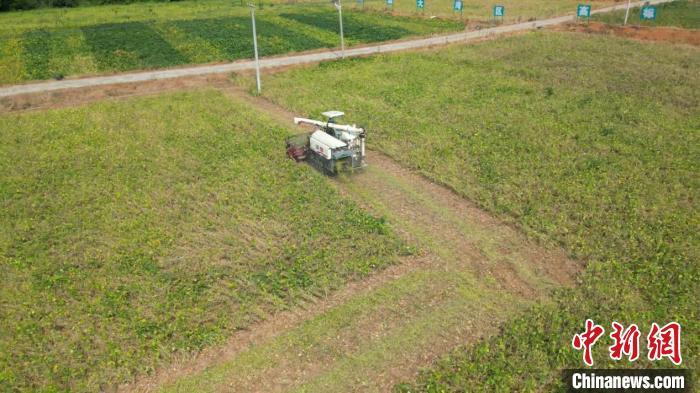 湖南祁阳推广良种良法 6万亩大豆喜获丰收