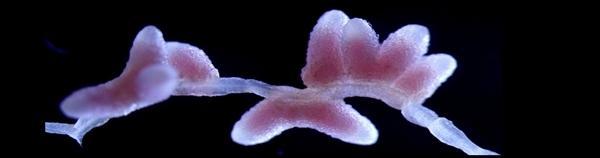 科学家破解植物共生密码 助力农作物“减肥增效”