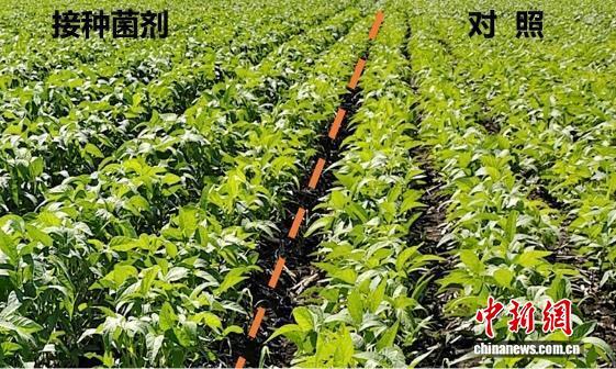 沪科研团队因揭晓“聪明的植物如何提高营养吸收”获奖