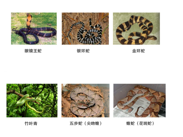 注意北京这些地区有蛇出没 ！遇到蛇千万不要这样做 ！