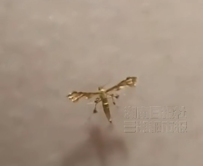 湖南网友发现“黄金虫”,金光闪闪酷似黄金,专家:是一种蛾