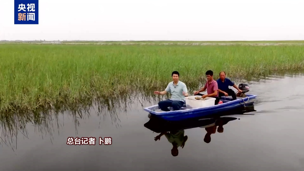 沙漠里也能养海鲜、种水稻？看新疆如何“点沙成金”