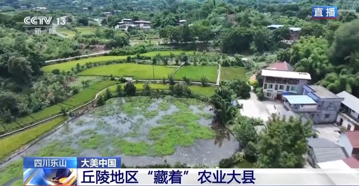 稻田藏玄机：小龙虾“上班” 稻田增产