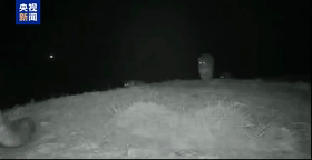 罕见“豹”款全家福！青海大通拍下四只雪豹同框出镜画面