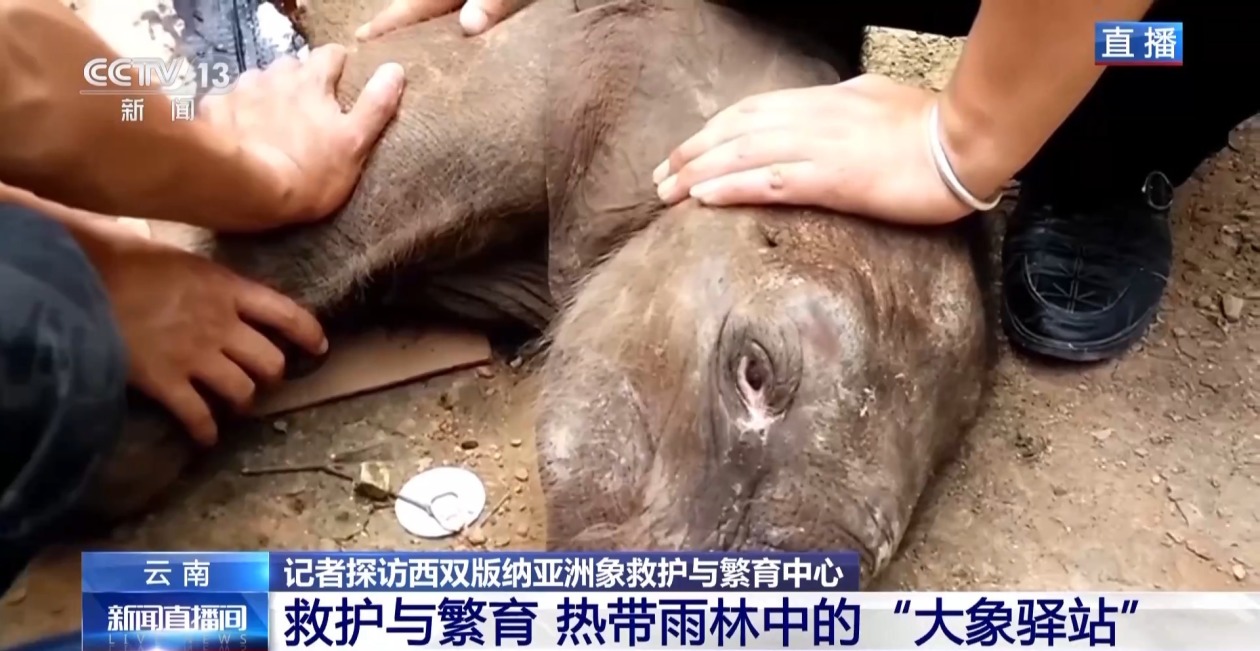 羊年出生吃羊奶长大的“羊妞”现在咋样了？ 总台记者探访云南“大象驿站”
