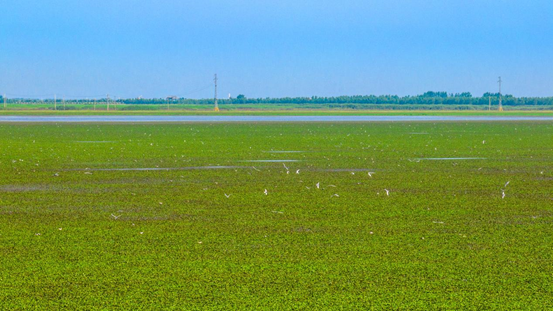 来沉湖湿地，观自然之美