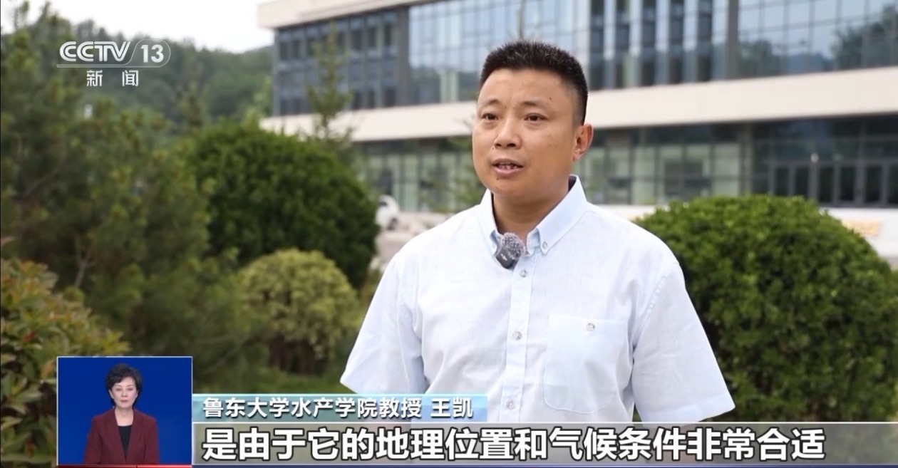 海面变“草原”！烟台海域遭浒苔侵袭 治理有“机”可循