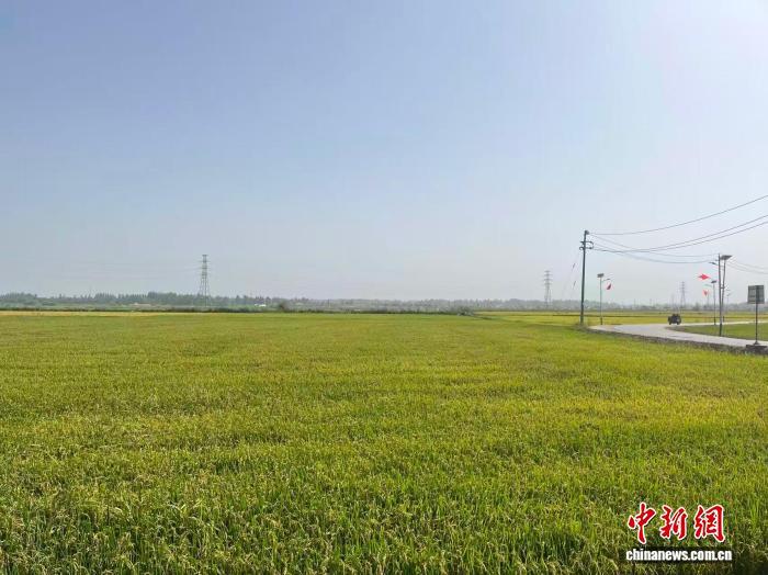 (砥砺奋进七十载 天山南北谱华章)在新疆,沙漠边缘有个稻香村