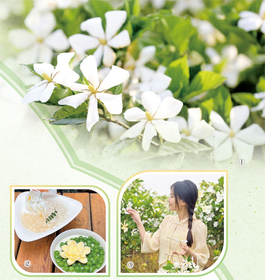 冰玉栀子满清香（一朵花读懂一座城）