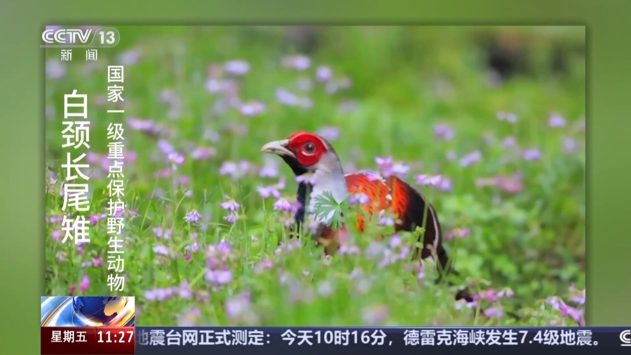 白鹇、金斑喙凤蝶、藏酋猴……看！神奇动物在武夷山
