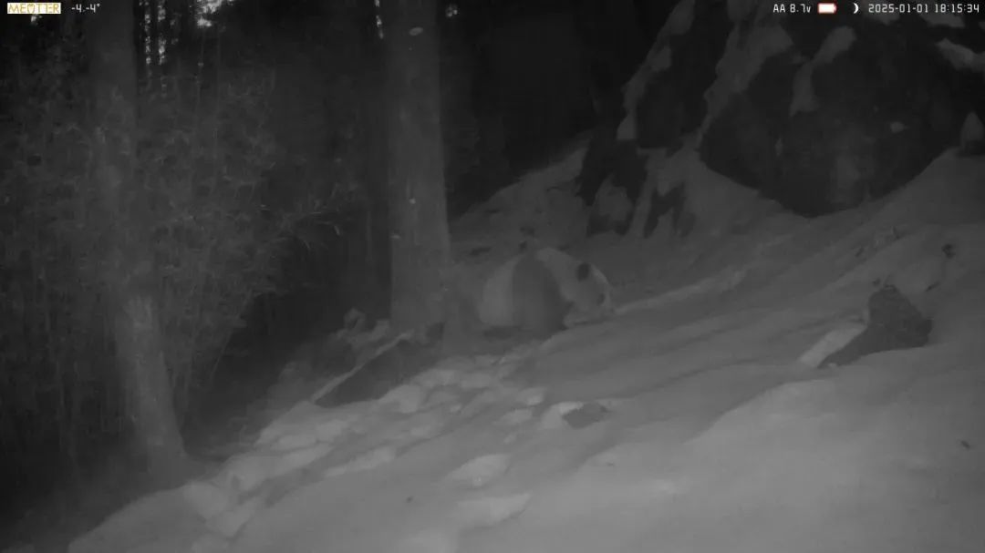 罕见！秦岭再现棕色大熊猫