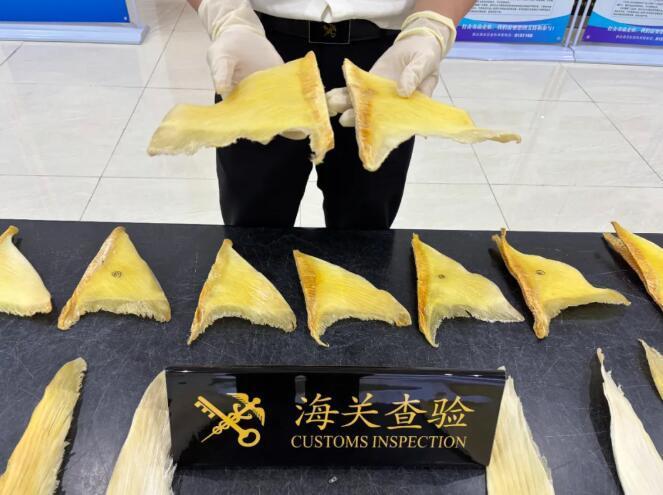 拱北海关查获濒危鲨鱼翅1.55千克