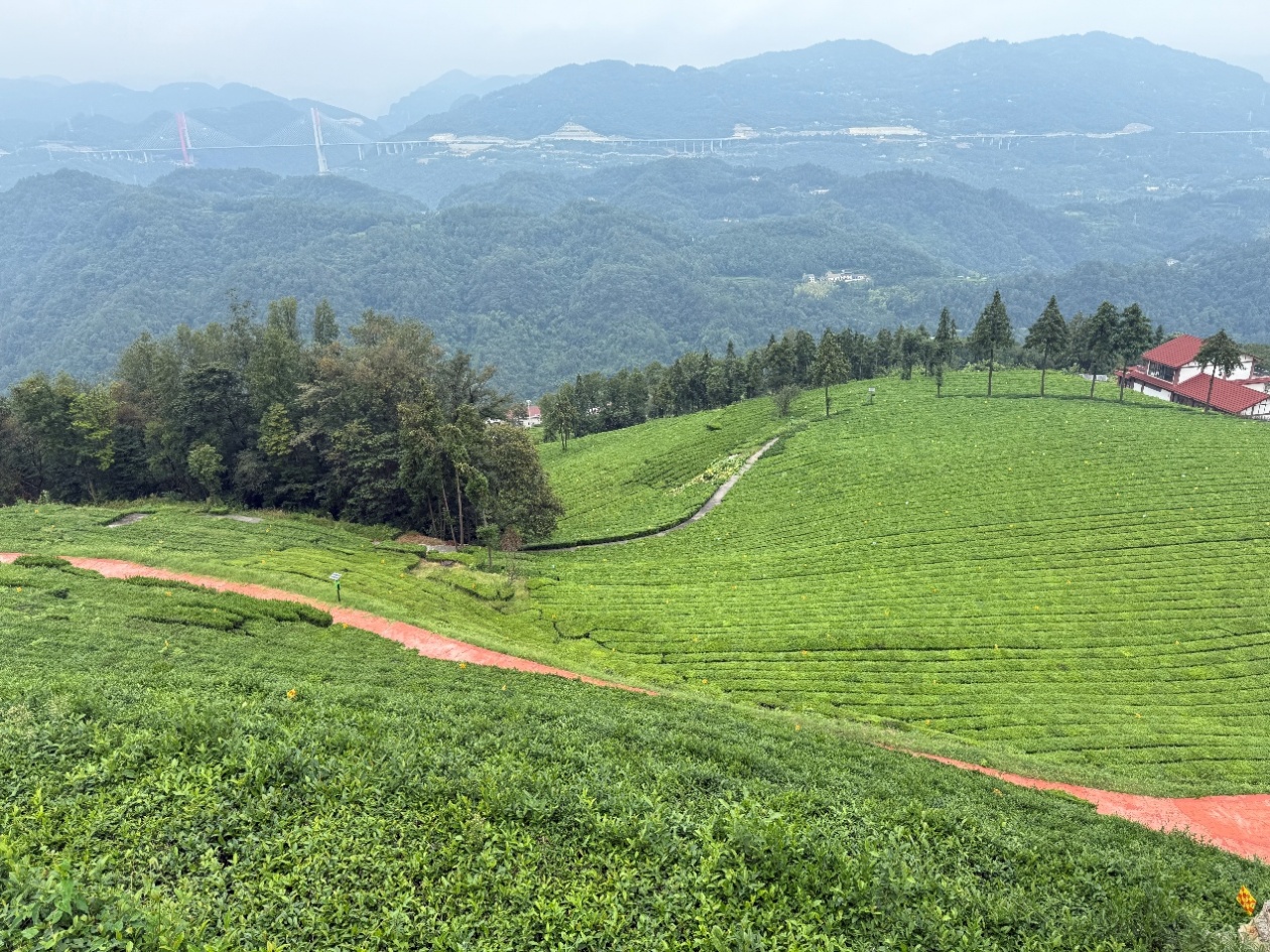 活力中国调研行 | 湖北五峰：老茶园玩出 “新花样”