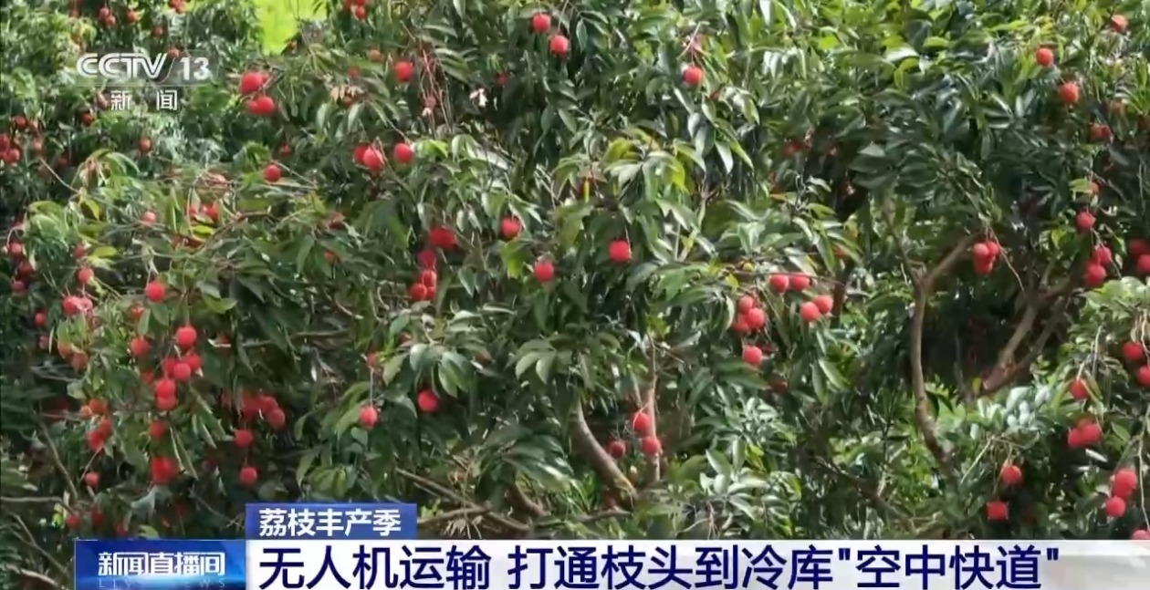 从岭南枝头到全球餐桌 广东荔枝解锁“四季鲜”密码