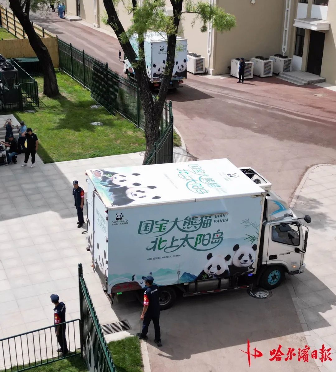 “芝麻”“芝士”丝滑“入住”！从机舱到大熊猫馆，转运全程守护“无缝衔接”