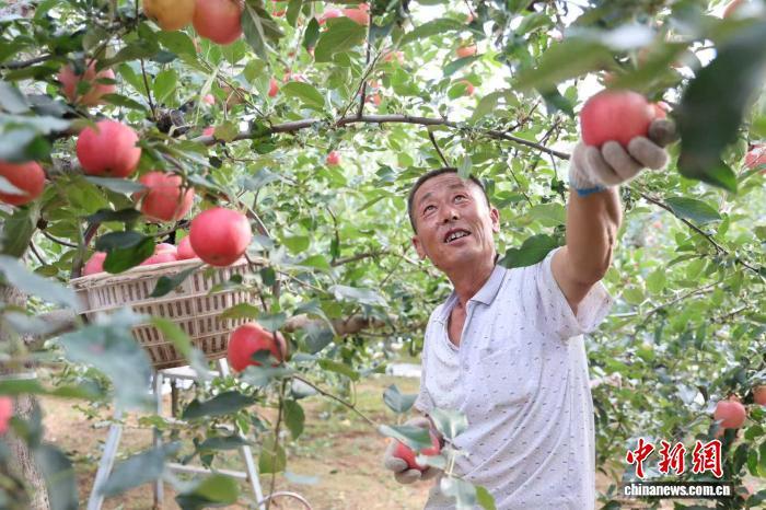 (乡村行·看振兴)陕西洛川:黄土高原果香浓 早熟苹果迎丰收