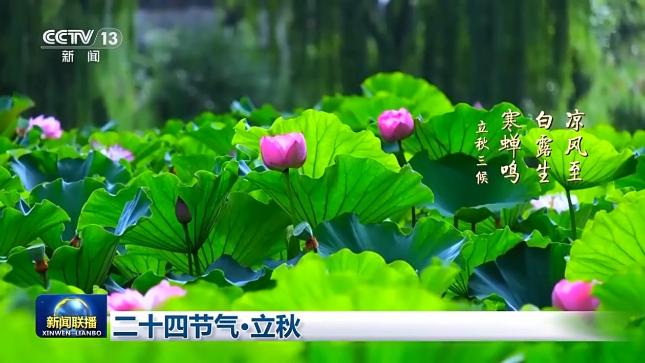 文化中国行丨二十四节气·立秋 暑气犹未消 蝉已试秋声