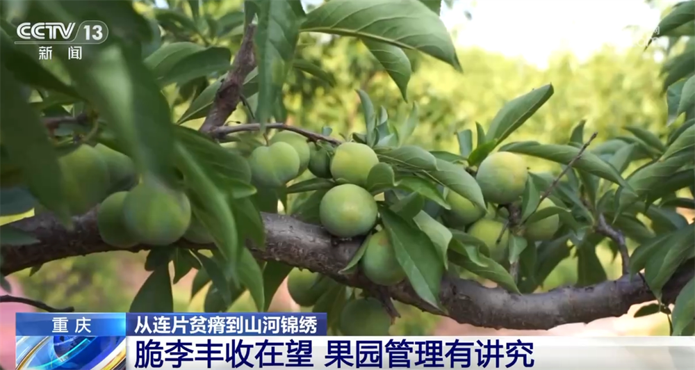 “小果子”撬动致富“大产业” 巫山脆李让秦巴山区告别贫困焕新颜