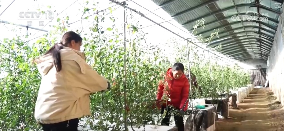 百姓“菜篮子”价优物丰四季安然 多举措有效保障春节供应