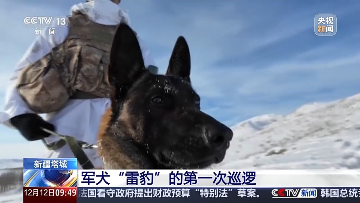 汪汪汪~特殊的“边防战士”来啦！来看它的巡逻初体验