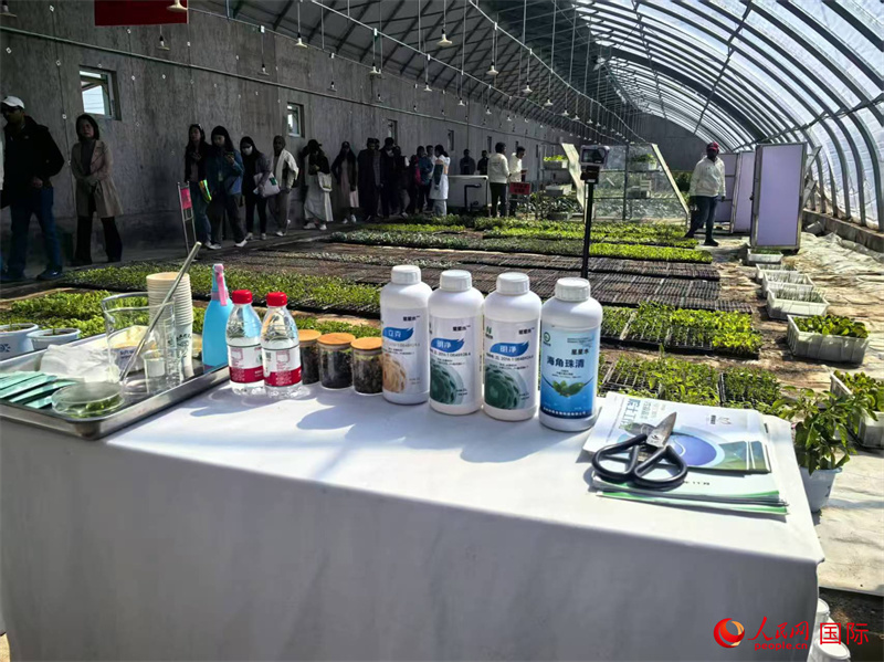 《环球时报》记者走进内蒙古自治区乌兰察布市：探寻冷凉蔬菜的“发展密码”