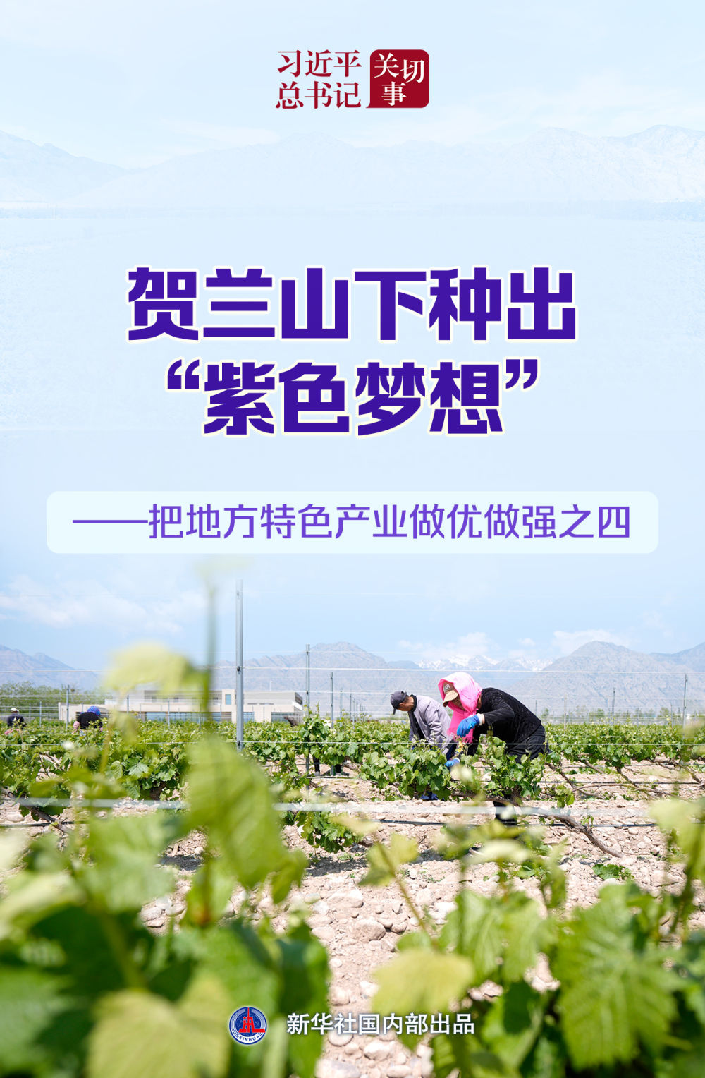 习近平总书记关切事｜贺兰山下种出“紫色梦想”——把地方特色产业做优做强之四