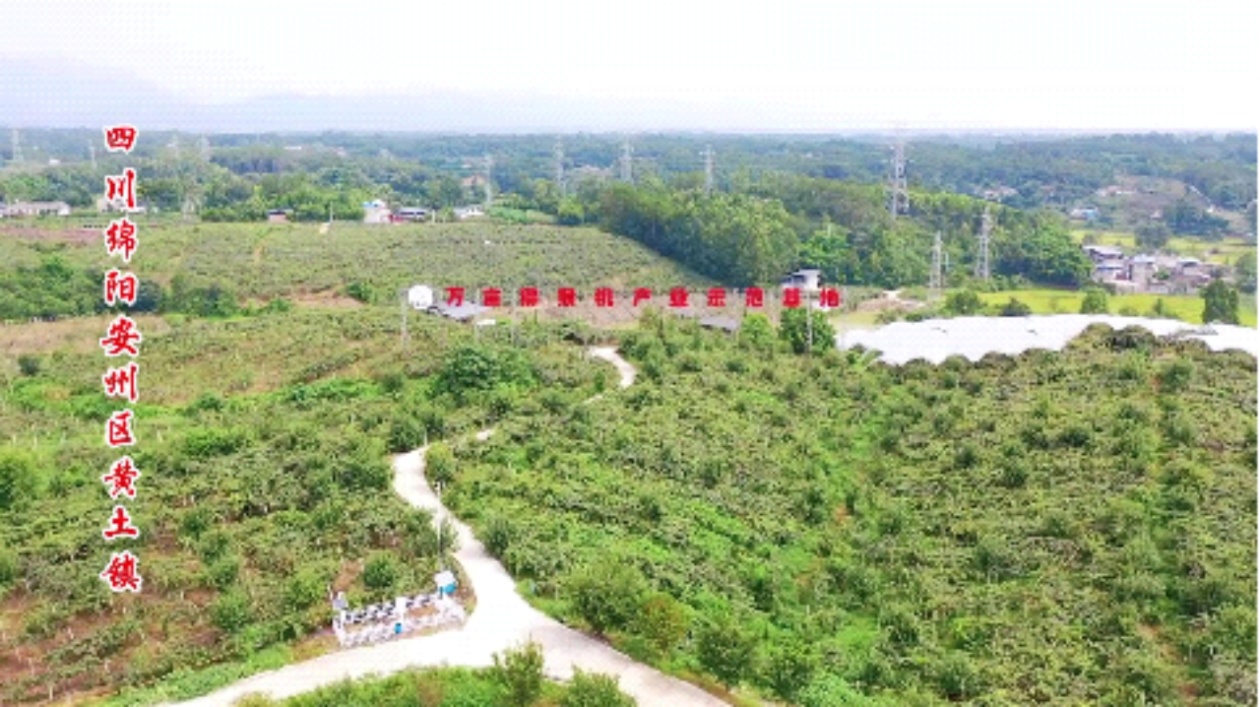 四川绵阳安州区第三届红阳猕猴桃文旅电商系列活动启幕