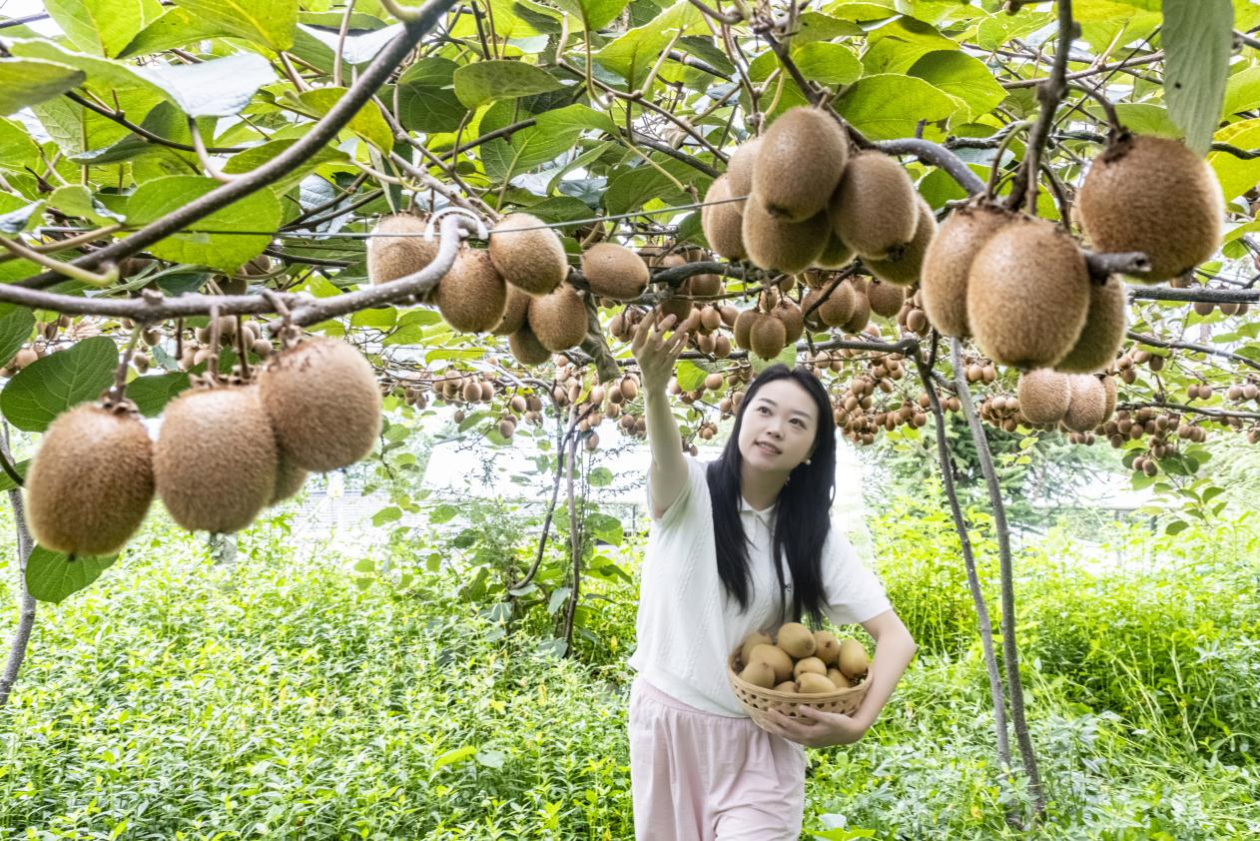 四川雅安石棉:“与众不同”的猕猴桃绒毛间流转着蜜糖从枝头到舌尖再到心间
