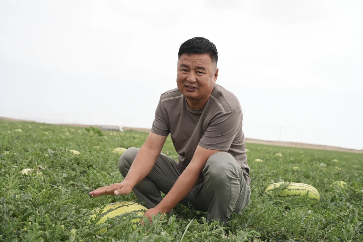 维护瓜声誉  带火瓜产业丨中宁县硒砂瓜地里有一群“瓜书记”