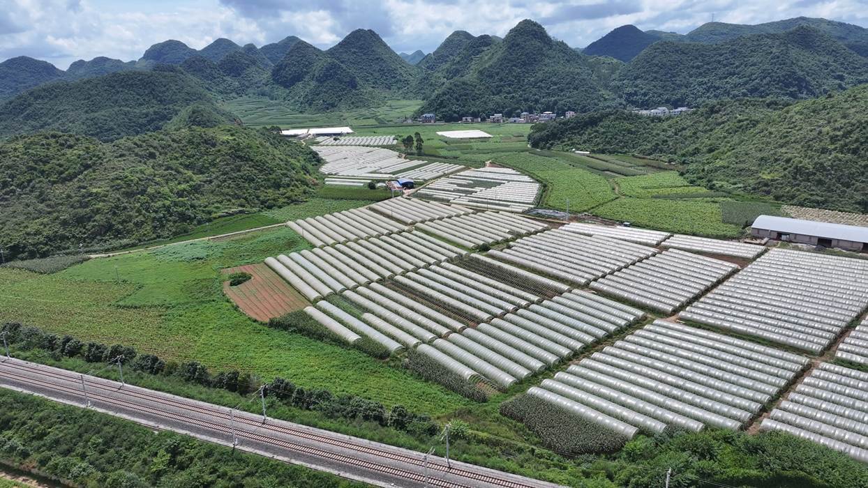 云南广南珠琳镇：小蔬菜“闯进”大市场