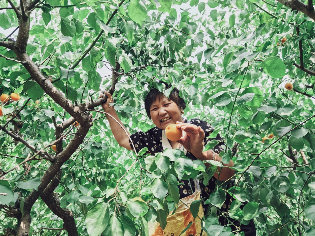 徐州铜山:十里杏花村 “金杏”采摘忙
