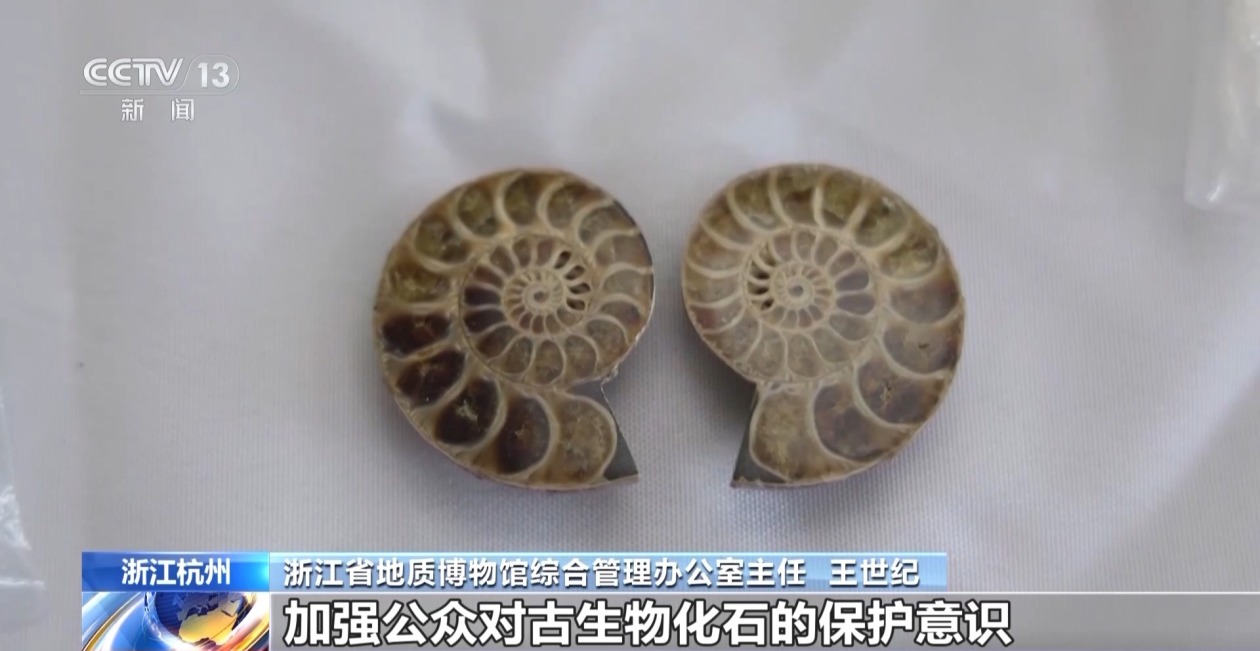 2366件走私古生物化石“安家”浙江省地质博物馆