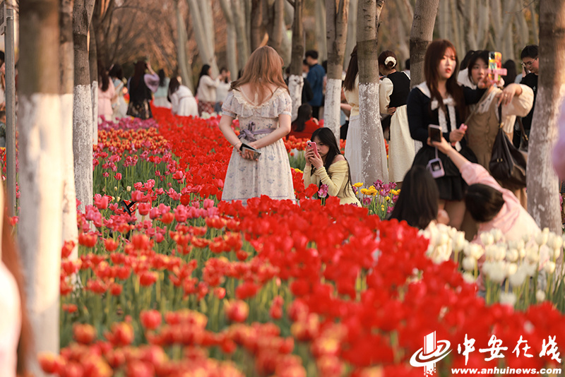 春和景明  合肥植物园郁金香花海醉游人