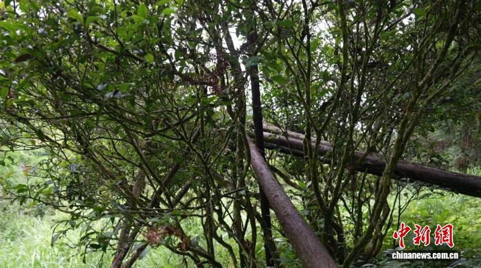 （乡村行·看振兴）浙江深山“野”味成奢品  一片茶叶润民生