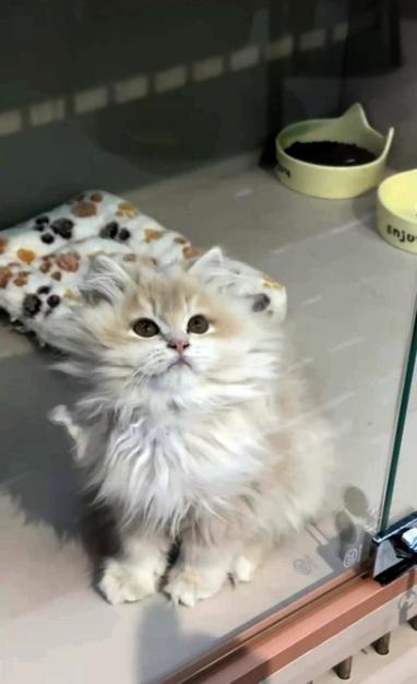 免费领养猫咪却深陷“捆绑消费”