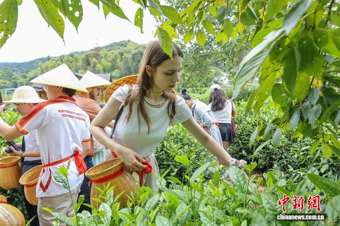 外籍学生制作传统红茶 近距离感受东方韵味