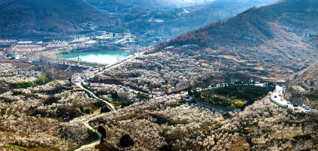 河南镇平：樱桃花开春意浓