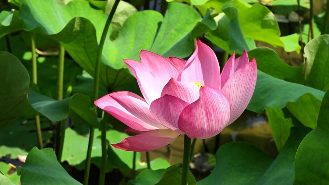 河南镇平：万亩荷花开 引得游人来