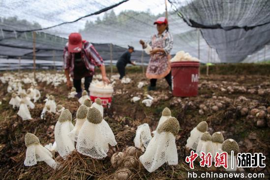 湖北咸丰：竹荪丰收富农家